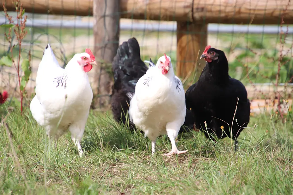 Animaux de la ferme — chèvres et poneys à La Grange des Loges