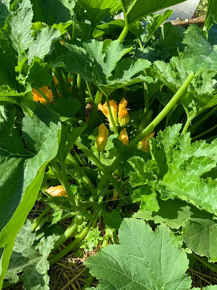 Potager en permaculture partagé avec les hôtes